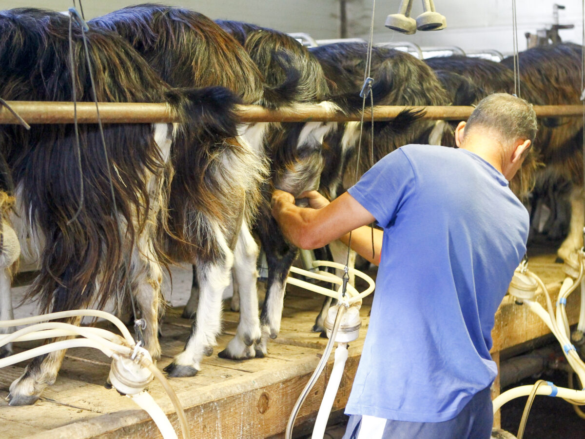 100 % Raza Autóctona: cuando conservar una raza también significa mantener una forma de producir