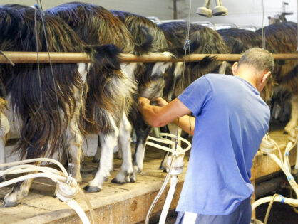 100 % Raza Autóctona: cuando conservar una raza también significa mantener una forma de producir